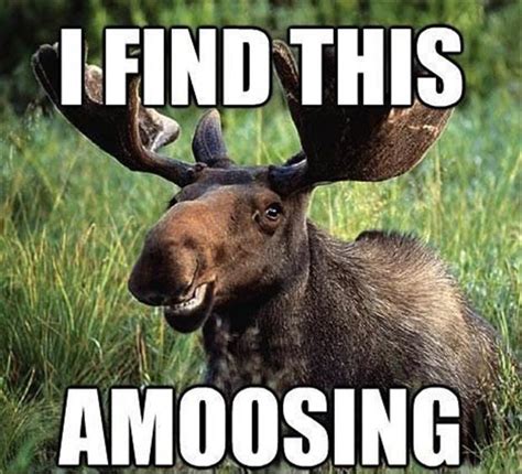 funny moose memes